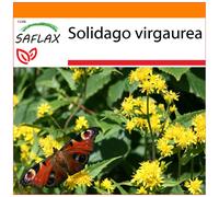 SAFLAX Garden in the bag - Verga d'oro - 100 semi - Solidago