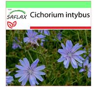 SAFLAX Garden to go - Cicoria comune - 250 semi - Cichorium