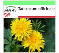 SAFLAX Garden to go - Dente di leone - 200 semi - Taraxacum