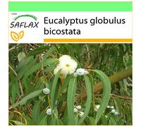 SAFLAX Garden to go - Eucalipto (bicostata) - 100 semi - Eucalyptus