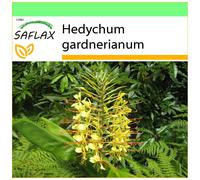 SAFLAX Garden to go - Giglio dello zenzero - 10 semi - Hedychum