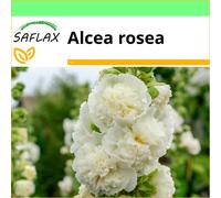 SAFLAX Garden to go - Malvarosa bianca - 100 semi - Alcea
