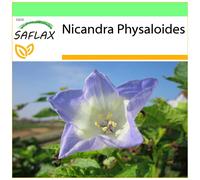 SAFLAX Garden to go - Nicandra - 100 semi - Nicandra