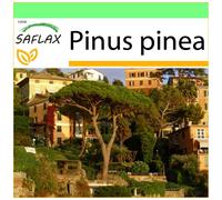 SAFLAX Garden to go - Pino marittimo - 6 semi - Pinus