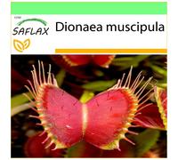 SAFLAX Garden to go - Venere acchiappamosche - 10 semi - Dionaea