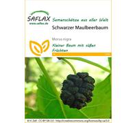 Saflax Gelso Nero - 1 conf.