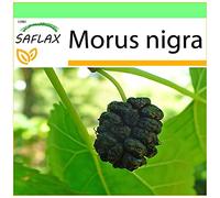 SAFLAX - Gelso nero - 200 semi - Morus nigra