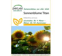 SAFLAX - Girasole Titan F1-20 semi - Helianthus annuus