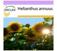 SAFLAX - Girasole Titan F1-20 semi - Helianthus annuus