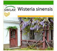 SAFLAX - Glicine - 4 semi - Con substrato - Wisteria sinensis