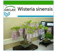 SAFLAX - Glicine - 4 semi - Con substrato - Wisteria sinensis