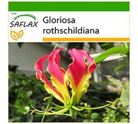 SAFLAX - Gloriosa - 15 semi - Con substrato - Gloriosa rothschildiana