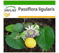 SAFLAX - Granadilla - 20 semi - Con substrato - Passiflora ligularis