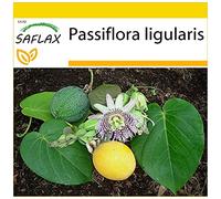 SAFLAX - Granadilla - 20 semi - Passiflora ligularis