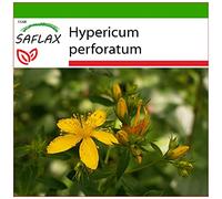 SAFLAX - Iperico - 300 semi - Con substrato - Hypericum perforatum