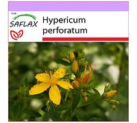 SAFLAX - Iperico - 300 semi - Hypericum perforatum