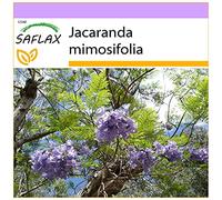 SAFLAX - Jacaranda - 50 semi - Jacaranda mimosifolia