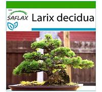 SAFLAX - Larice comune - 75 semi - Con substrato - Larix decidua