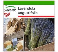 SAFLAX - Lavanda - 150 semi - Con substrato - Lavandula angustifolia