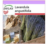 SAFLAX - Lavanda - 150 semi - Lavandula angustifolia