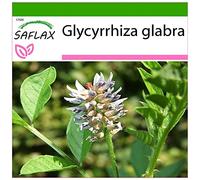 SAFLAX - Liquirizia - 30 semi - Con substrato - Glycyrrhiza glabra