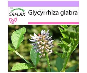 SAFLAX - Liquirizia - 30 semi - Glycyrrhiza glabra