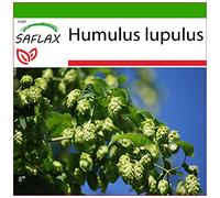 SAFLAX - Luppolo - 50 semi - Con substrato - Humulus lupulus