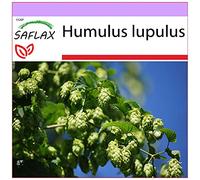 SAFLAX - Luppolo - 50 semi - Humulus lupulus