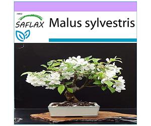 SAFLAX - Melo selvatico - 30 semi - Malus sylvestris