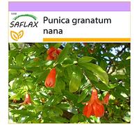 SAFLAX - Melograno nano - 50 semi - Punica granatum nana