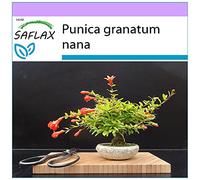SAFLAX - Melograno nano - 50 semi - Punica granatum nana