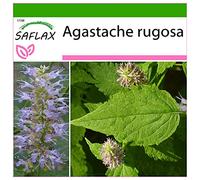 SAFLAX - Menta coreana - 1200 semi - Con substrato - Agastache rugosa