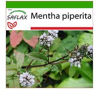 SAFLAX - Menta piperita - 300 semi - Con substrato - Mentha piperita
