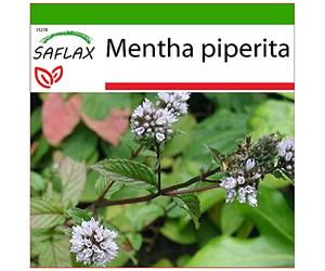 SAFLAX - Menta piperita - 300 semi - Con substrato - Mentha piperita
