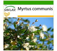 SAFLAX - Mirto - 30 semi - Con substrato - Myrtus communis
