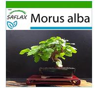 SAFLAX - Moro bianco - 200 semi - Con substrato - Morus alba