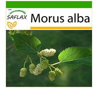 SAFLAX - Moro bianco - 200 semi - Con substrato - Morus alba