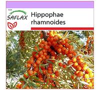 SAFLAX - Olivello spinoso - 40 semi - Hippophae rhamnoides