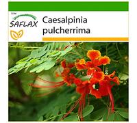 SAFLAX - Orgoglio delle Barbados - 10 semi - Con substrato - Caesalpinia pulcherrima