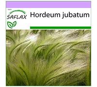SAFLAX - Orzo crinito - 70 semi - Hordeum jubatum