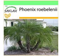 SAFLAX - Palma da datteri nana - 25 semi - Phoenix roebelenii