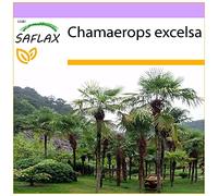 SAFLAX - Palma di Chusan - 10 semi - Chamaerops excelsa