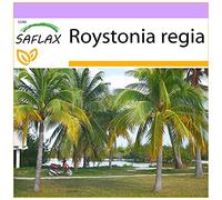 SAFLAX - Palma reale cubana - 8 semi - Roystonia regia
