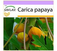 SAFLAX - Papaia - 30 semi - Carica papaya