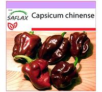 SAFLAX - Peperoncino Habanero Chocolate - 10 semi - Capsicum chinense