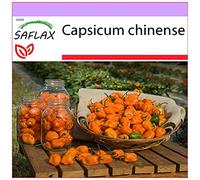SAFLAX - Peperoncino Habanero giallo - 10 semi - Capsicum chinense