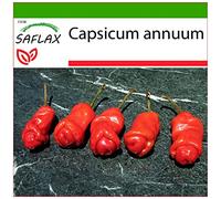 SAFLAX - Peperoncino Peter Peppers Penis - 10 semi - Con substrato - Capsicum annuum