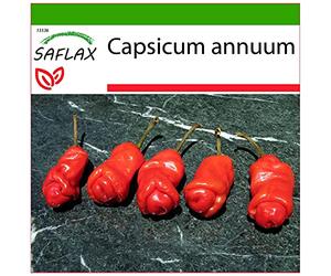 SAFLAX - Peperoncino Peter Peppers Penis - 10 semi - Con substrato - Capsicum annuum