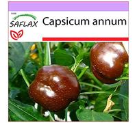 SAFLAX - Peperoncino Sweet Chocolate - 10 semi - Capsicum annum