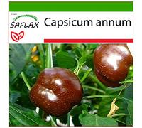 SAFLAX - Peperoncino Sweet Chocolate - 10 semi - Con substrato - Capsicum annum
